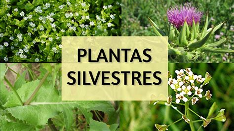 Tudo sobre plantas silvestres no campo